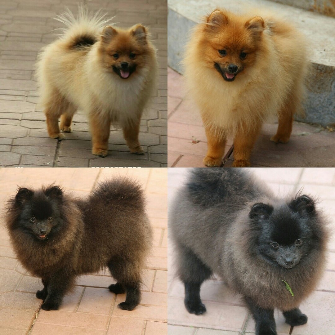 Померанский шпиц шерсть