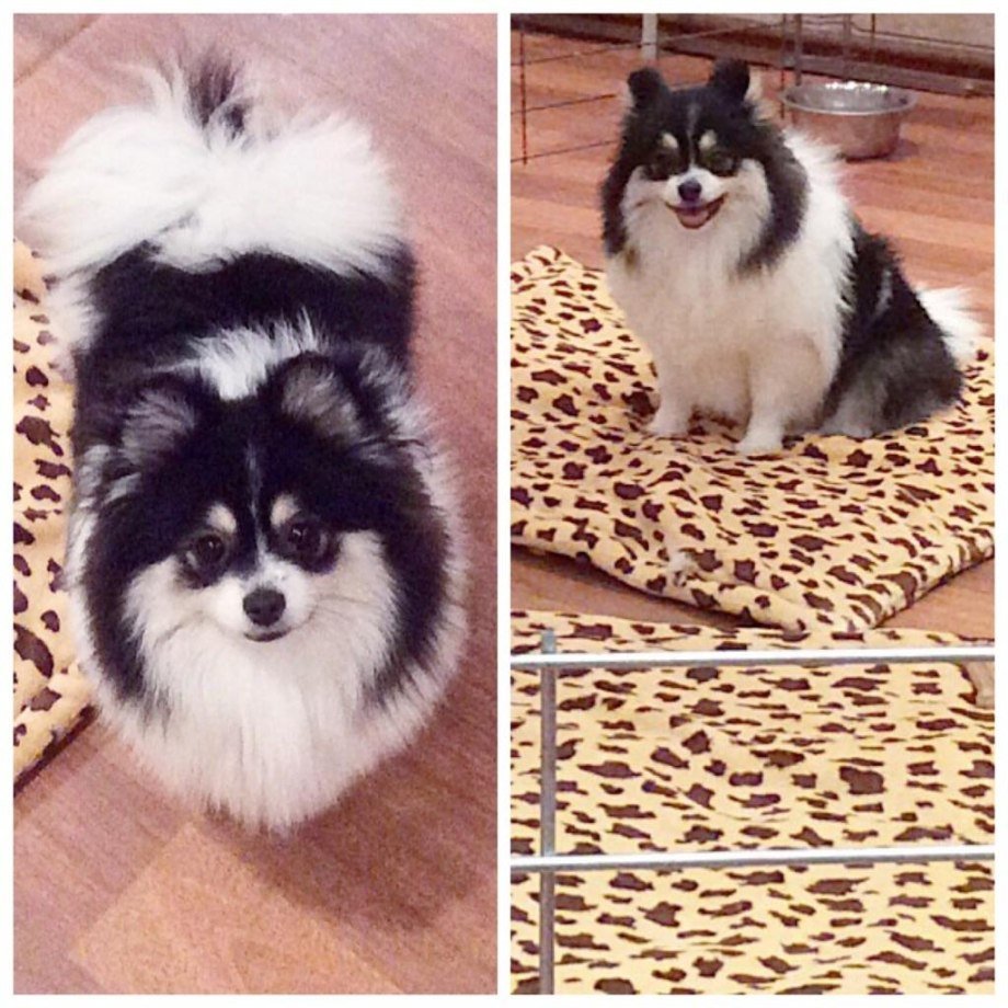 Померанский шпиц подстриженный