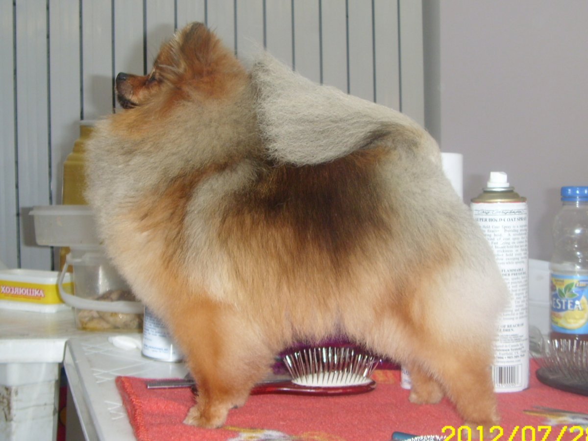 Смешные стрижки шпицев