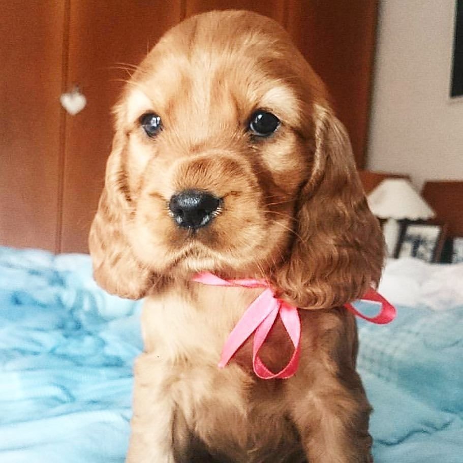 Рост щенка английского кокер спаниеля в 2 месяца