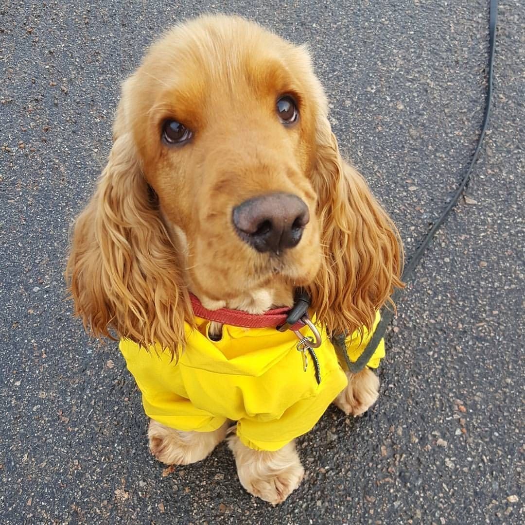 Кокер спаниель с голубыми глазами