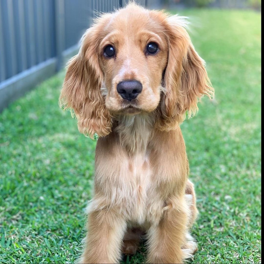 Грустный кокер спаниель