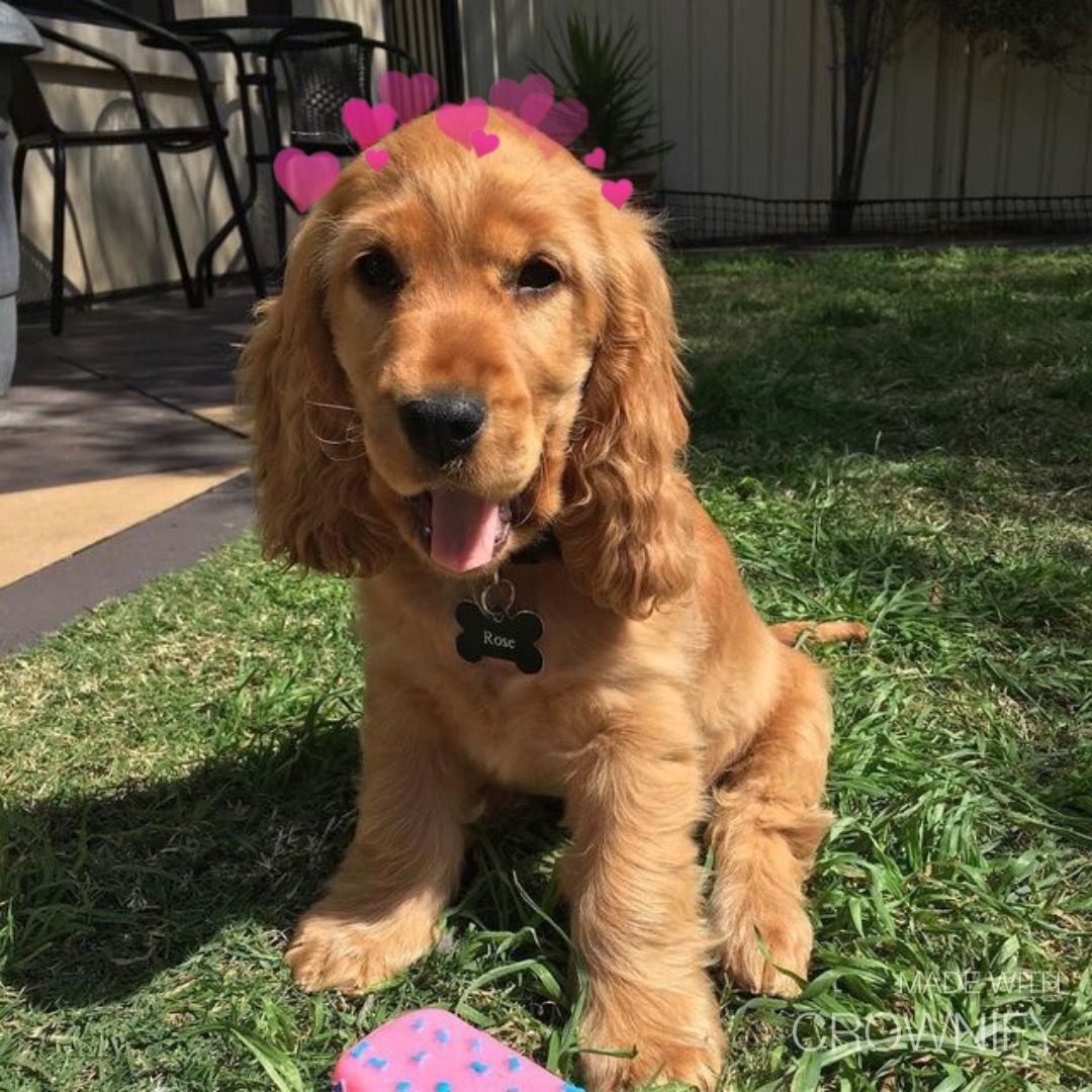 Английский кокер-спаниель