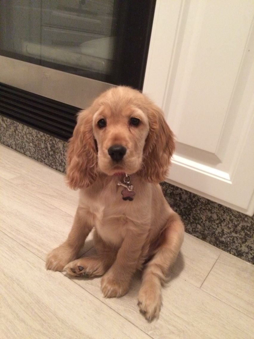 Английский кокер спаниель золотистый