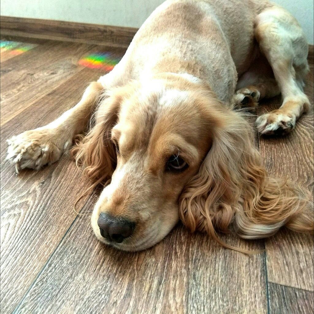 Толстый кокер спаниель