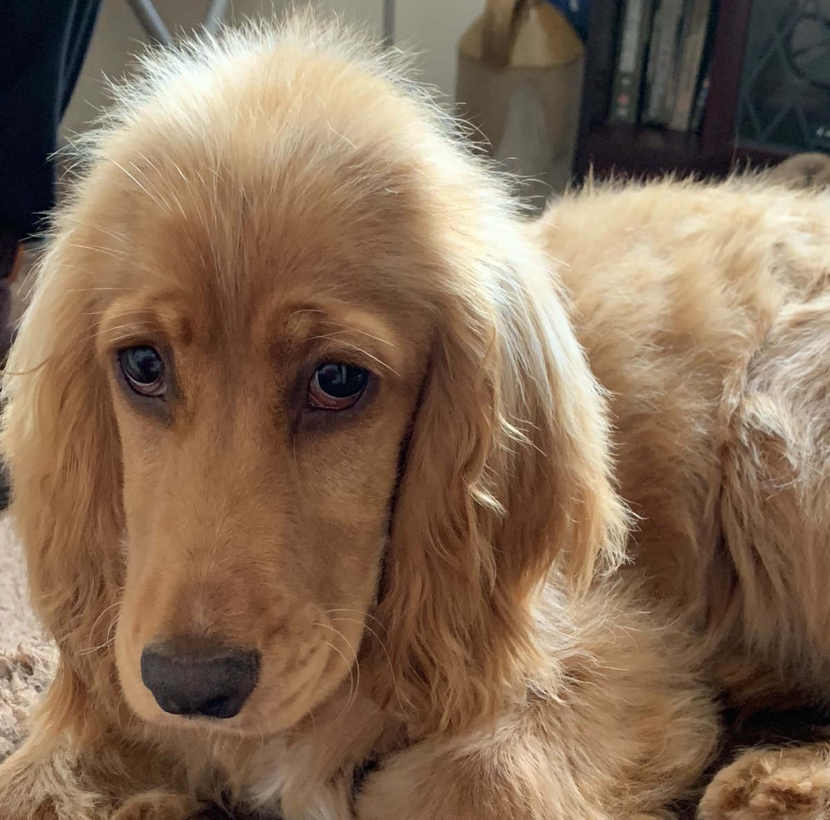 Кокер спаниель щенок