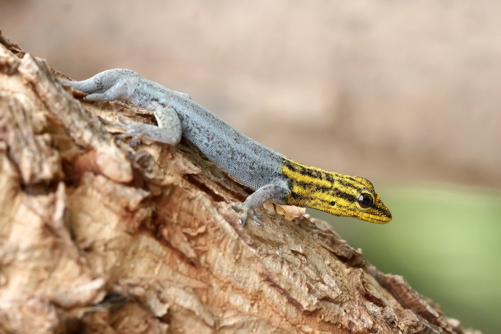 Карликовая ящерица. Желтоголовый карликовый геккон. Lygodactylus luteopicturatus. Цепкохвостый геккон. Ящерица прыткая (лат. Lacerta Agilis).