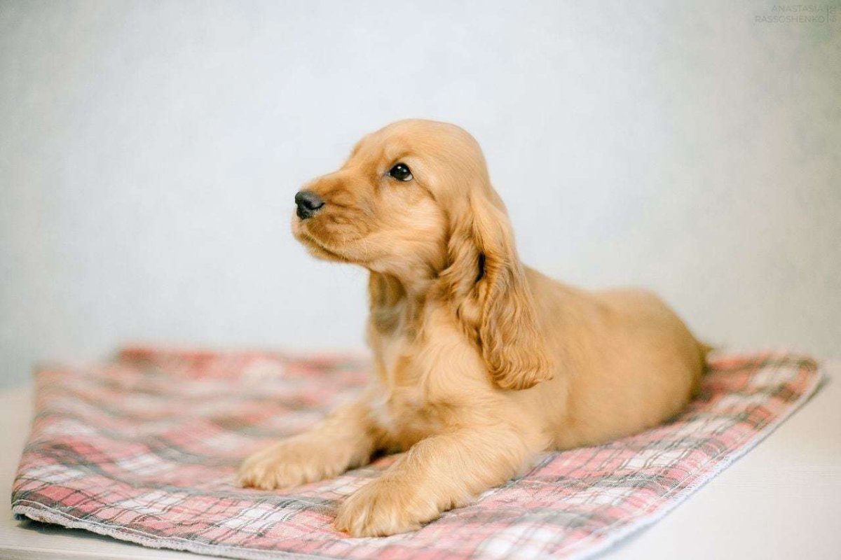 Английский кокер-спаниель