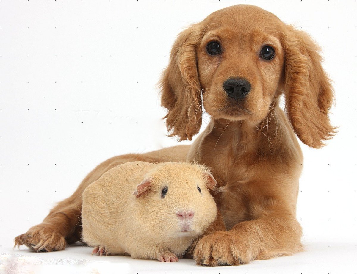 Английский кокер-спаниель