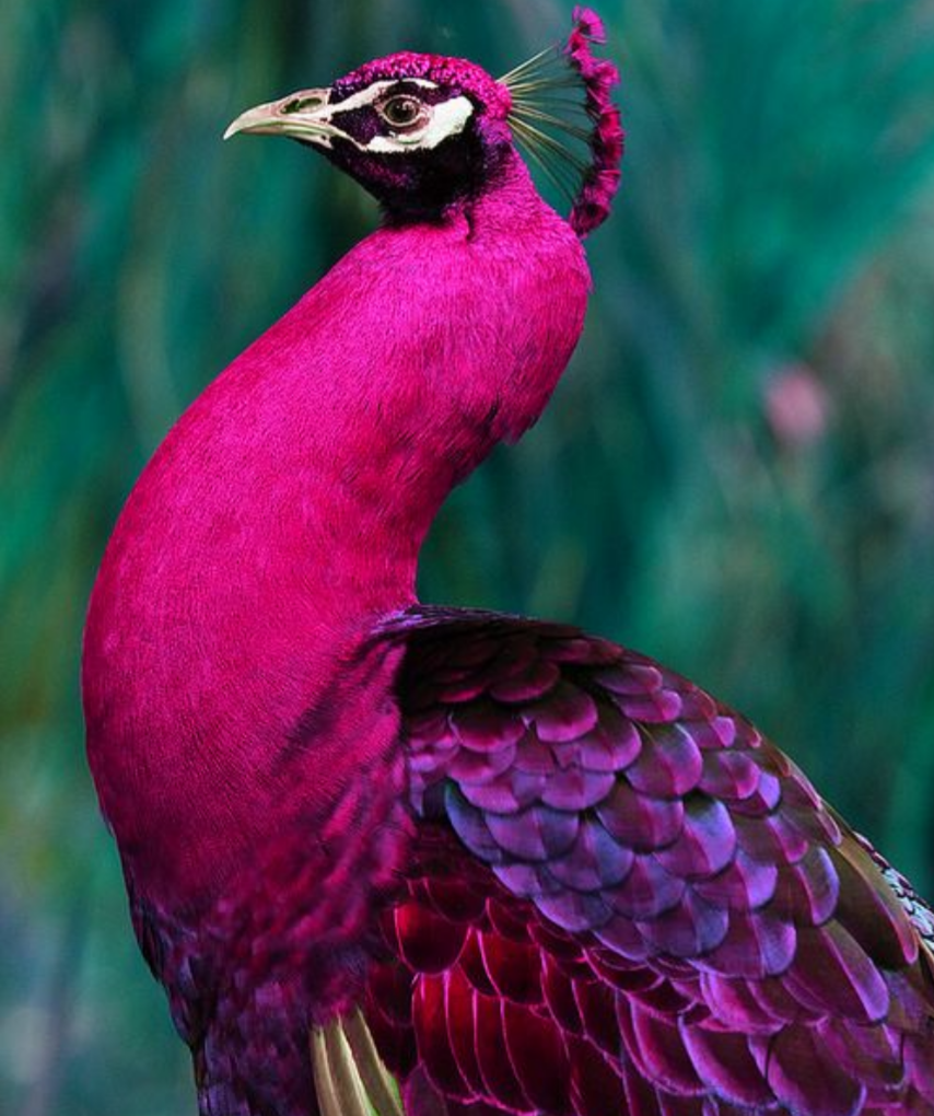 Императорский бордовый Павлин