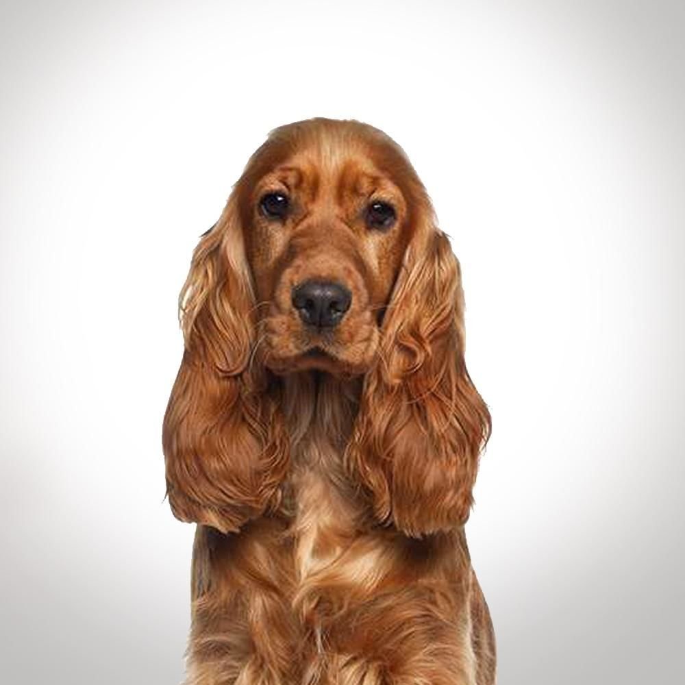 Английский кокер-спаниель персиковый
