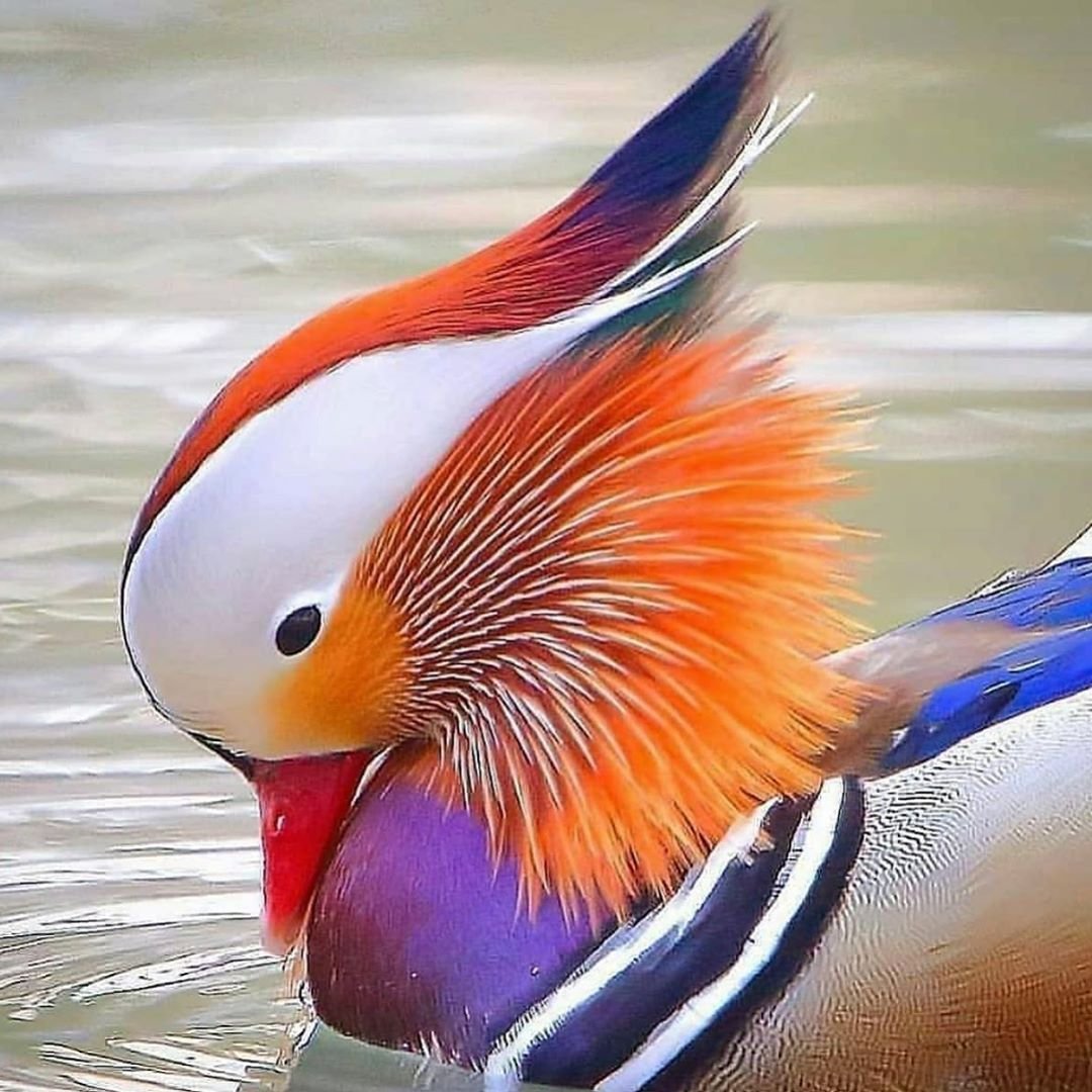 Птица утка Мандаринка