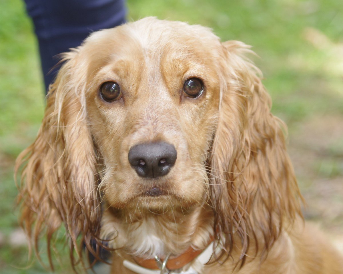 Кокер спаниель Эстетика