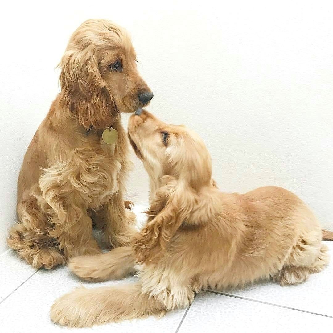 Ирландский кокер спаниель