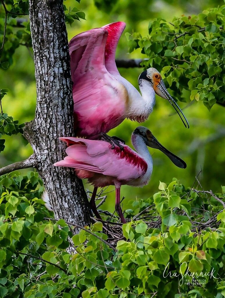 Природа птицы