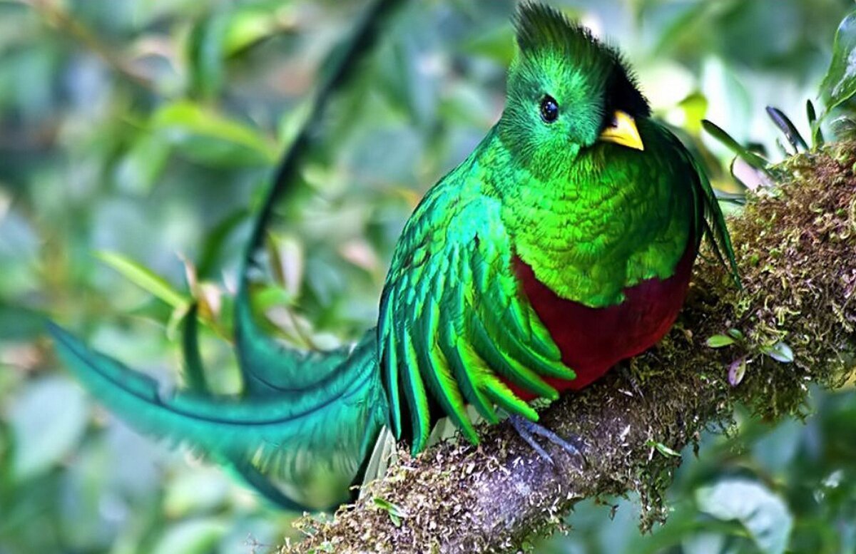 Кетцаль птица Майя