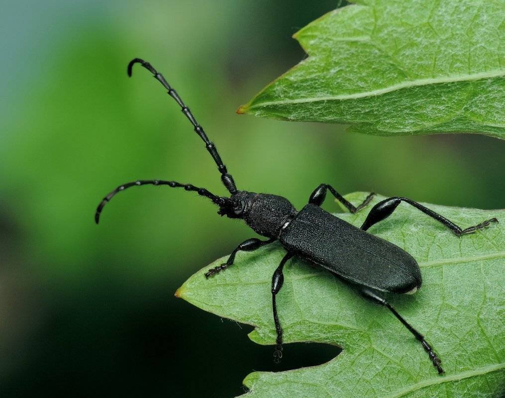 Черный Жук Стригун