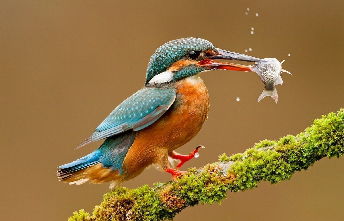 Карликовый зелёный Зимородок