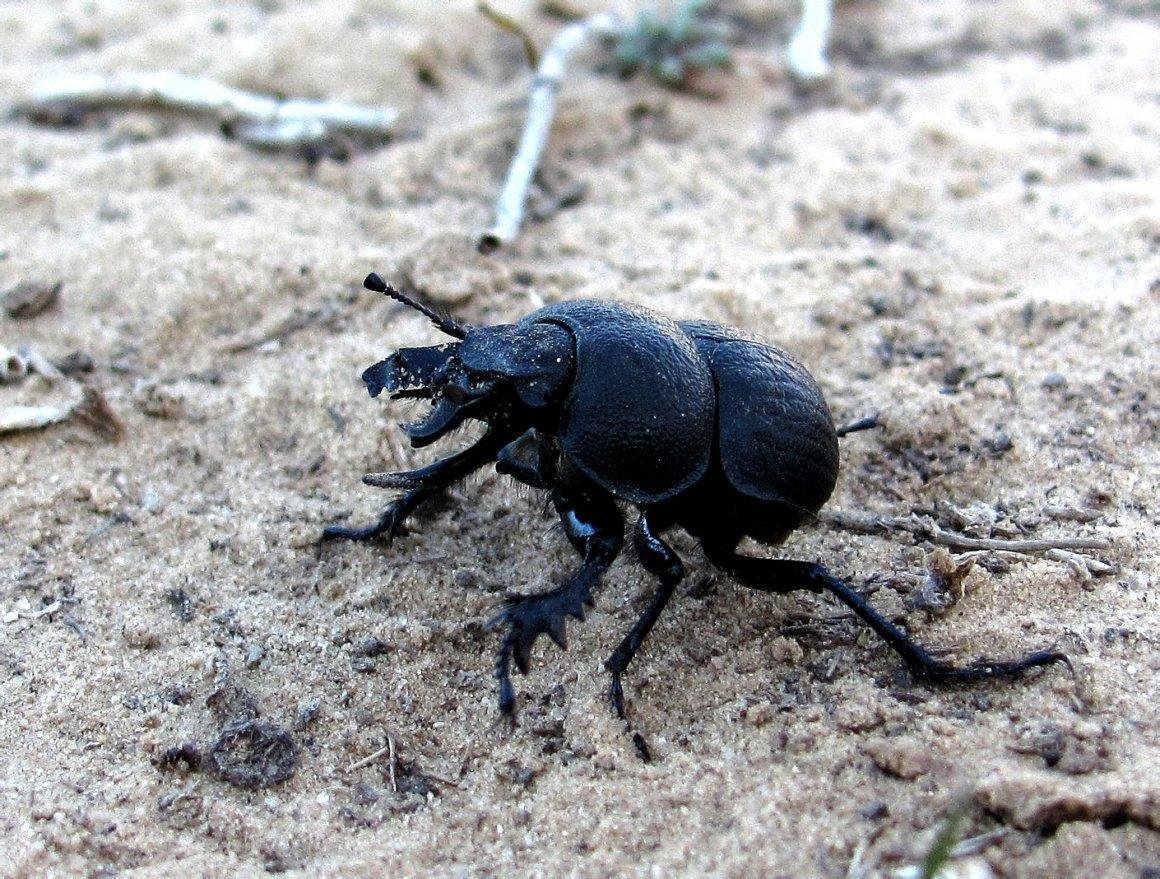 Жук Стригун Кравчик