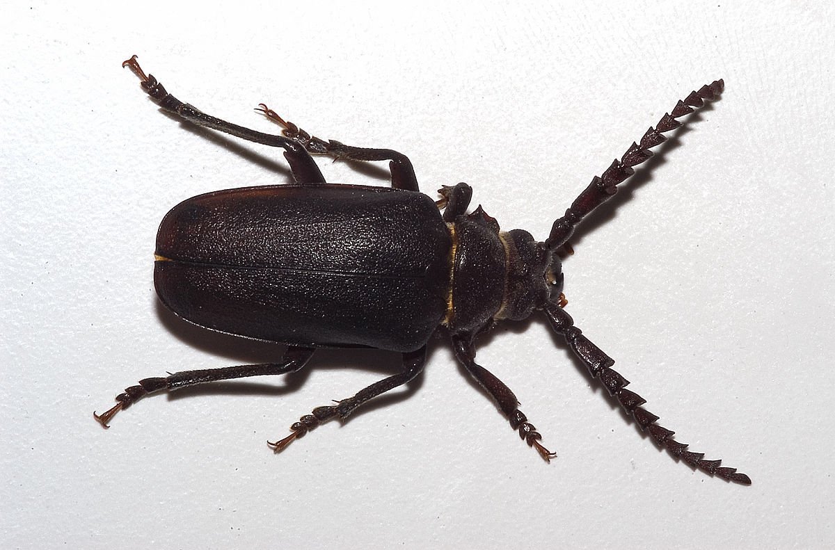 Prionus coriarius Жук