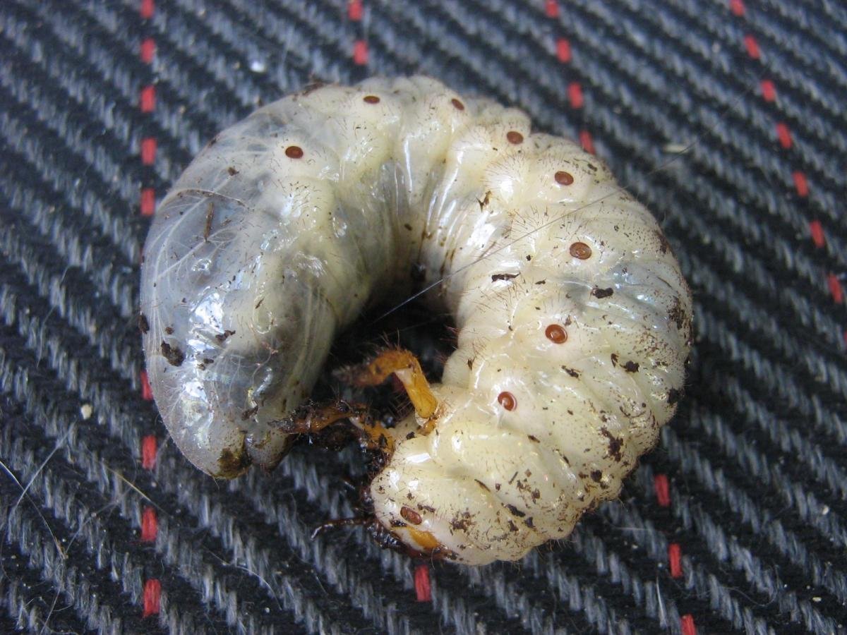 Личинка майского жука и медведки