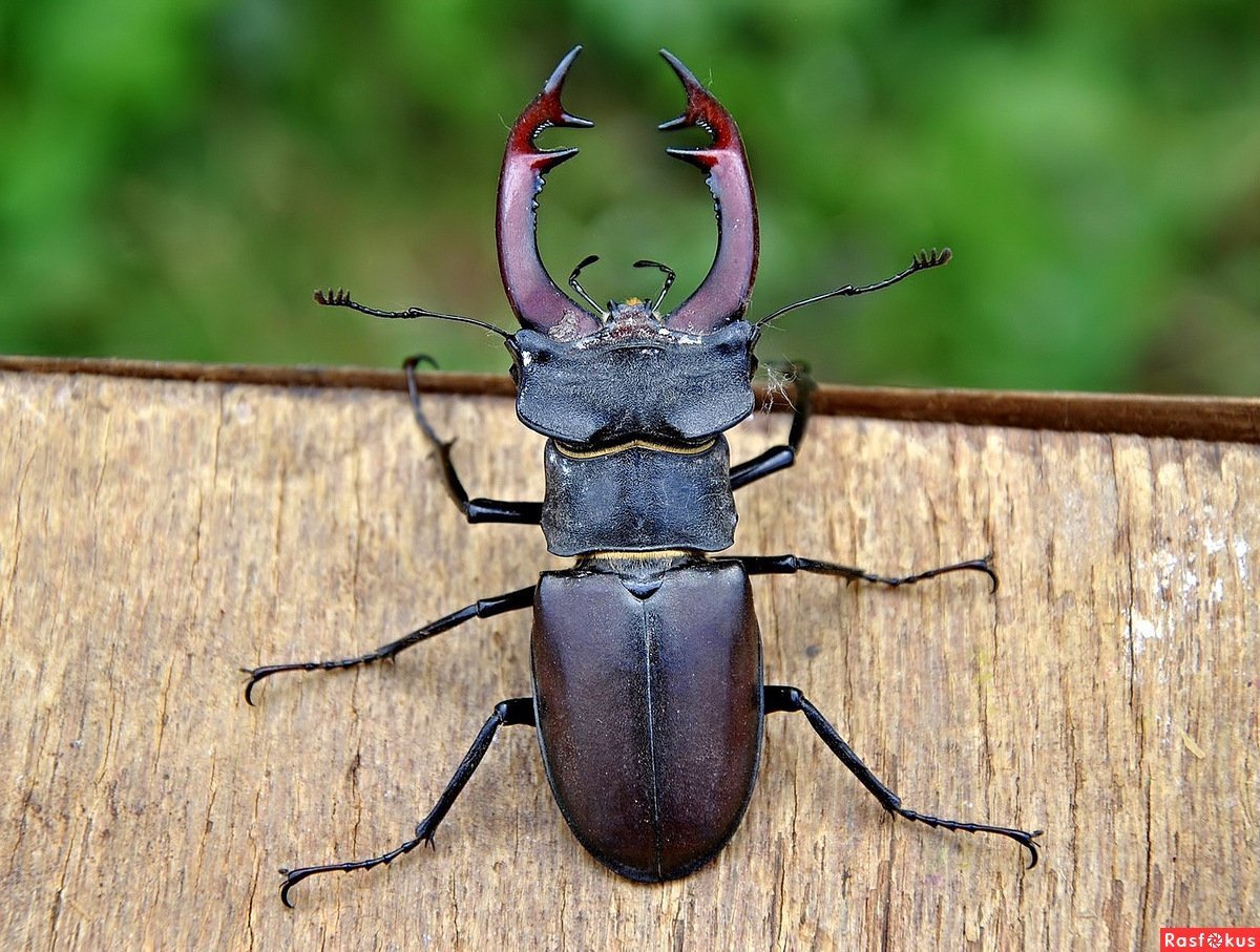 Жук-олень (Lucanus Cervus)
