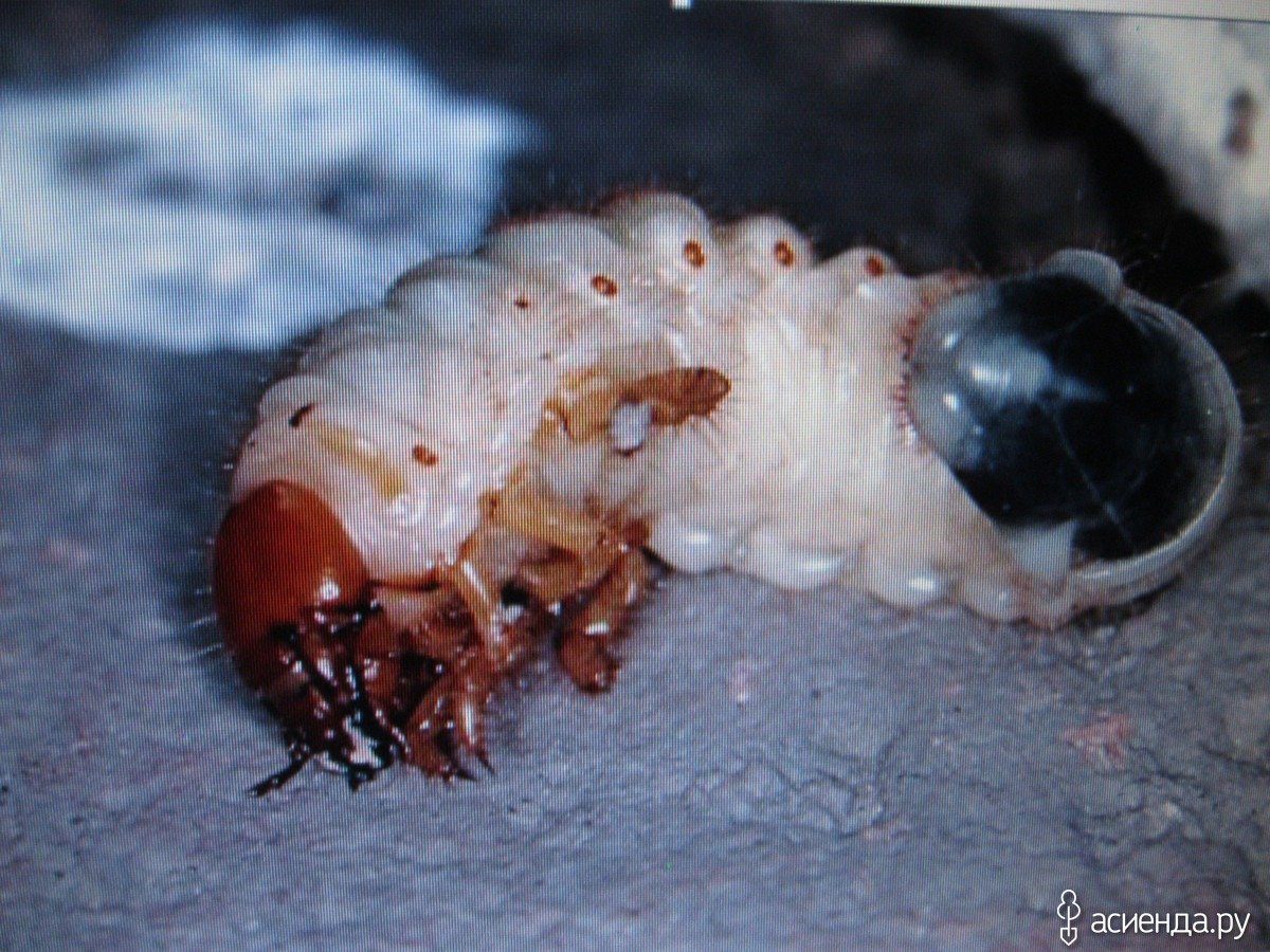 Медведка насекомое личинка