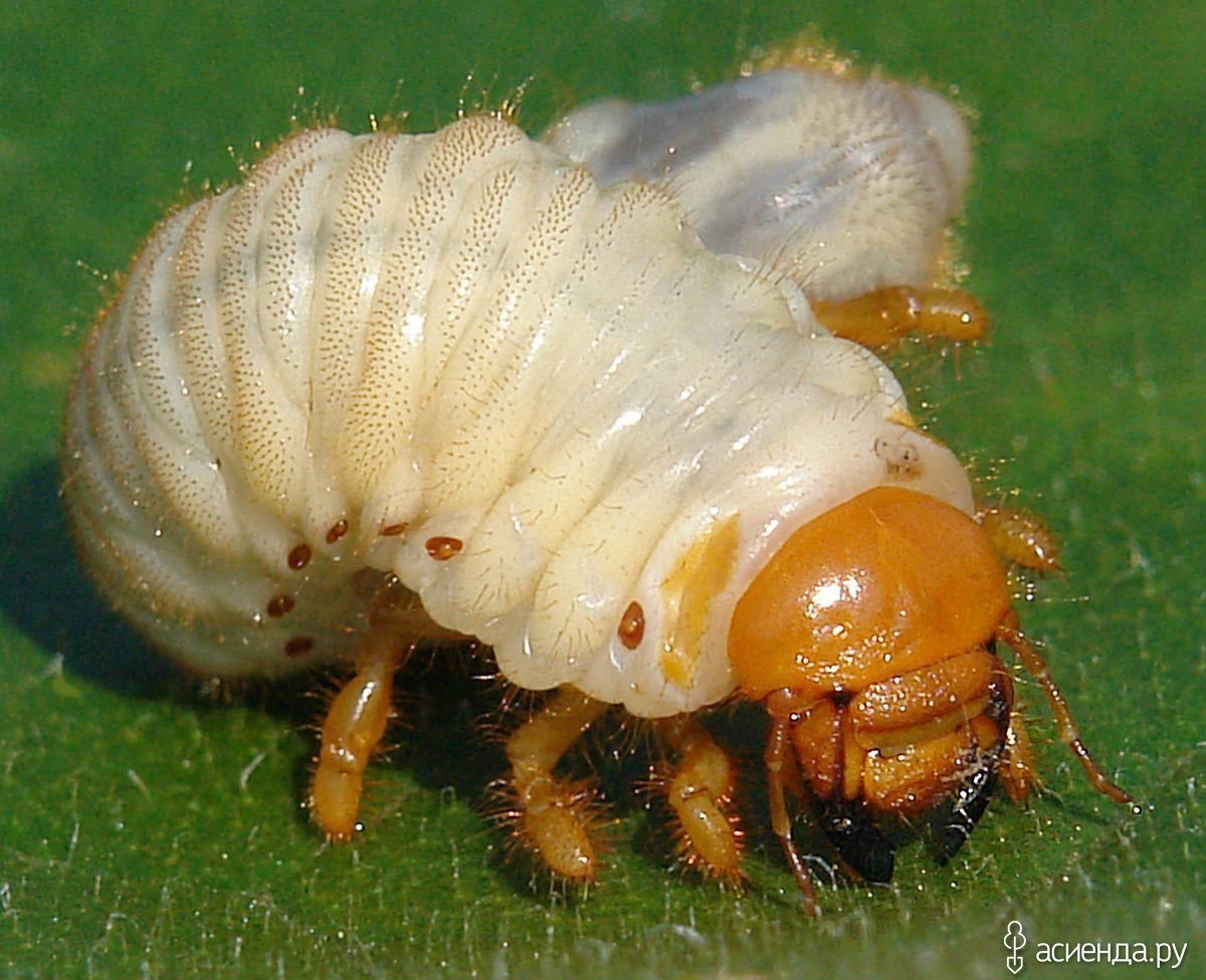 Медведка насекомое личинка