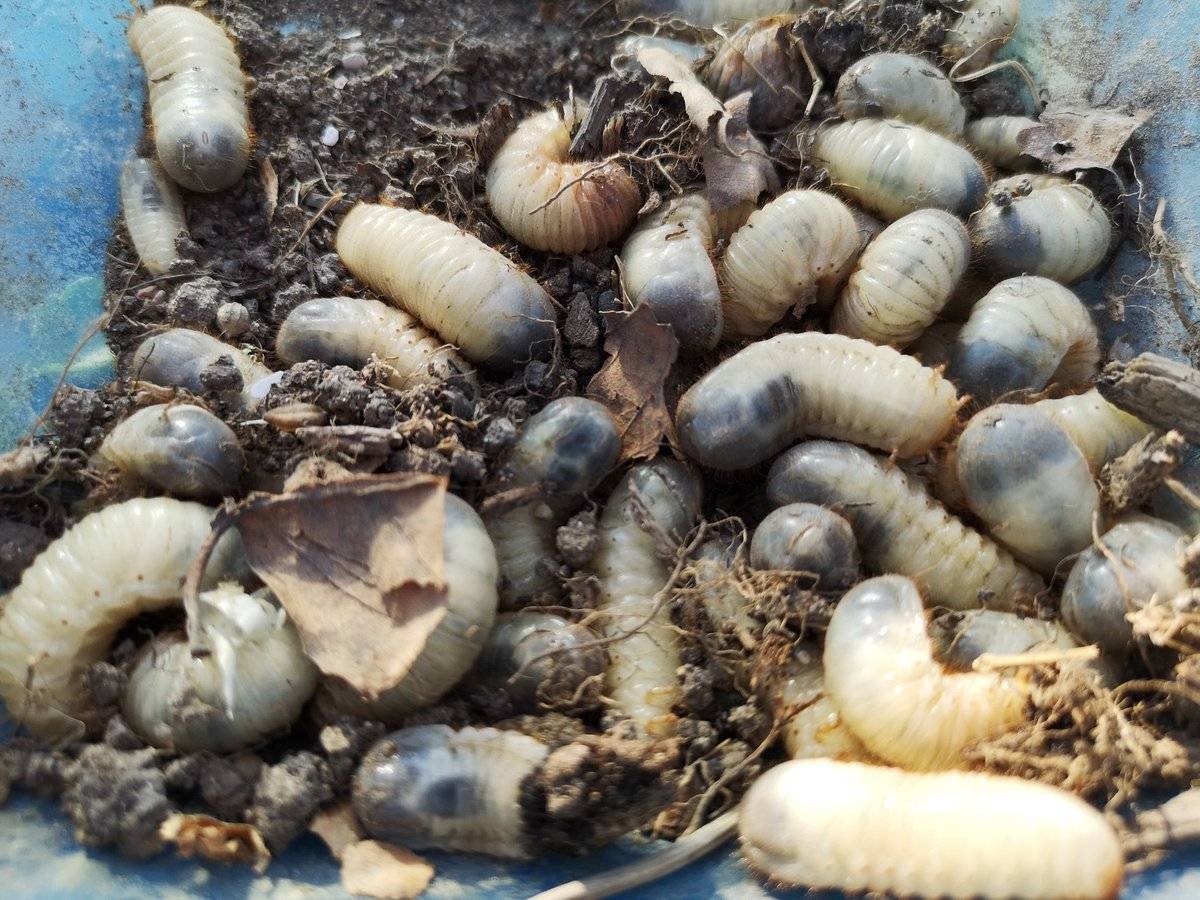 Майский Жук личинка картофель