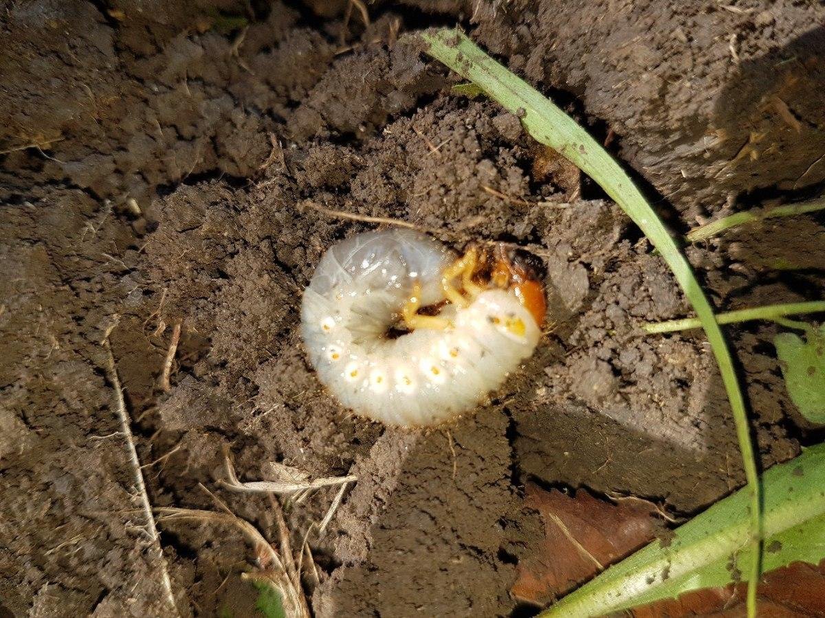 Жук мягкотелка личинка