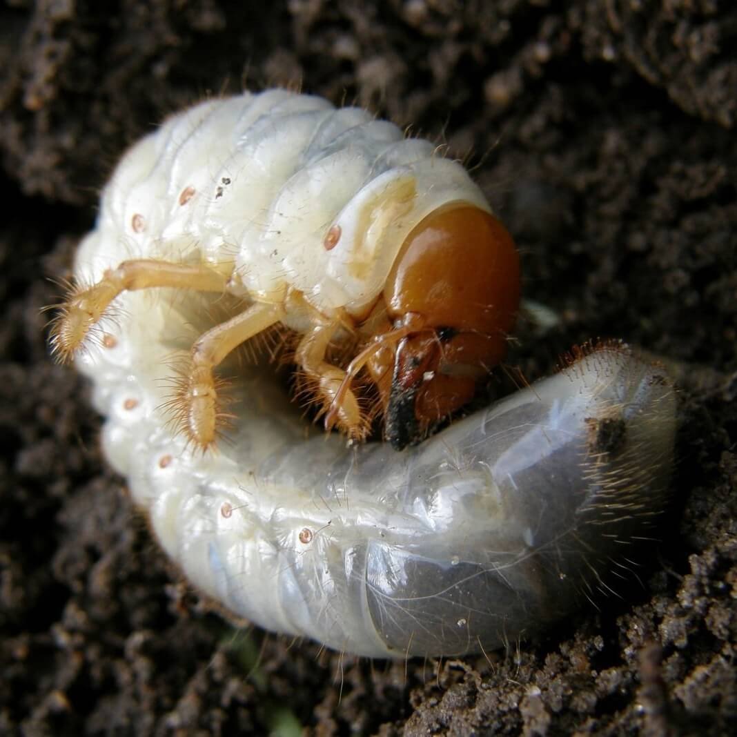 Хрущ личинка майского жука