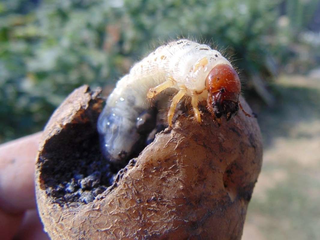 Личинка майского жука почвенная