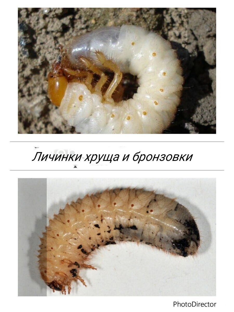 Хрущ личинка майского жука