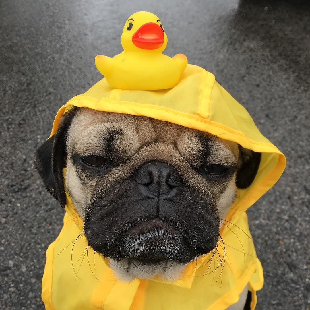 Мопс в желтой шапке