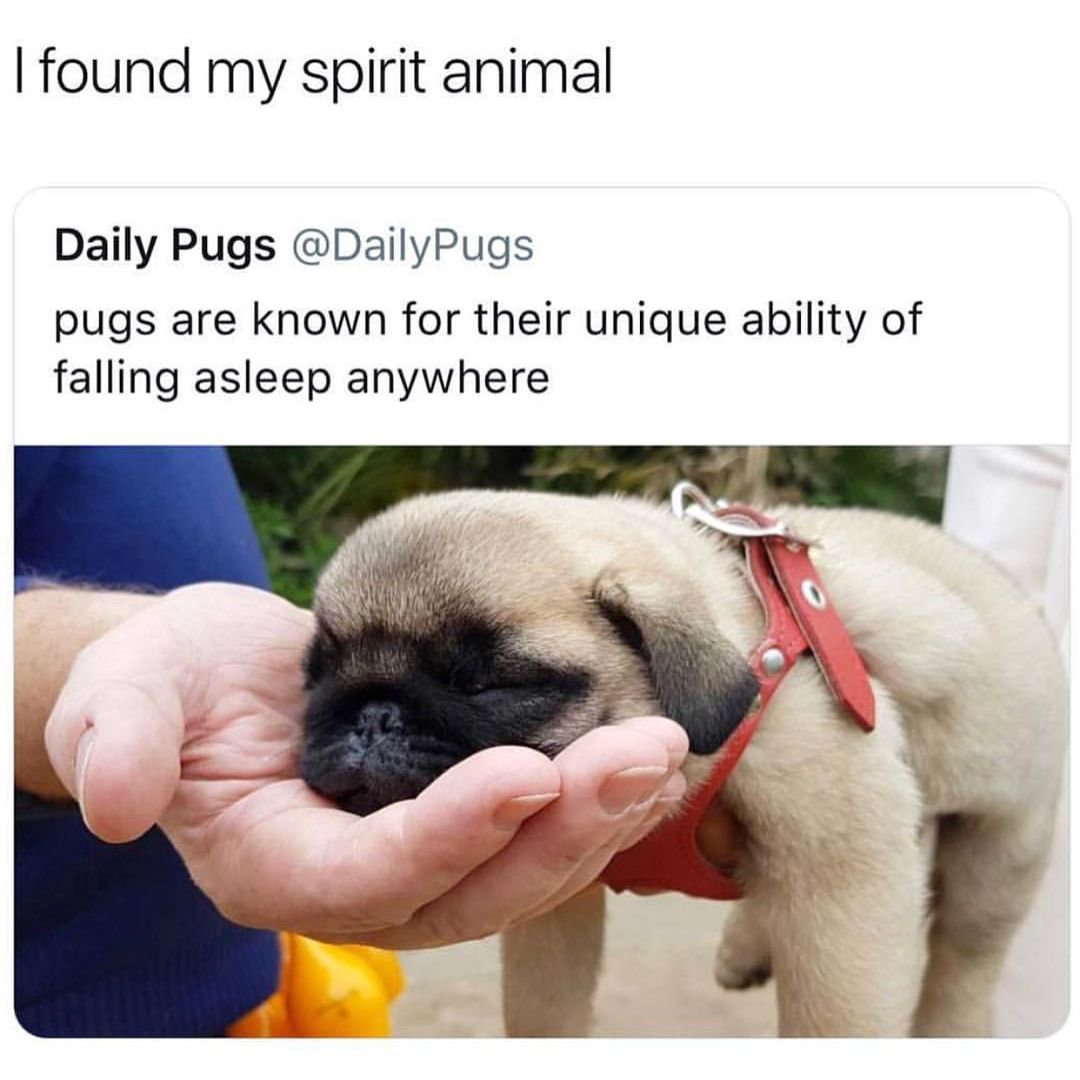 Стих про МОПСА смешной