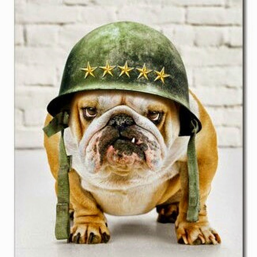 Мопс в военной форме
