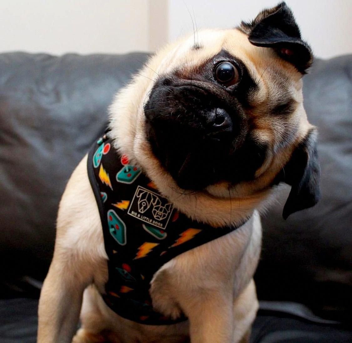 Мопс с каре