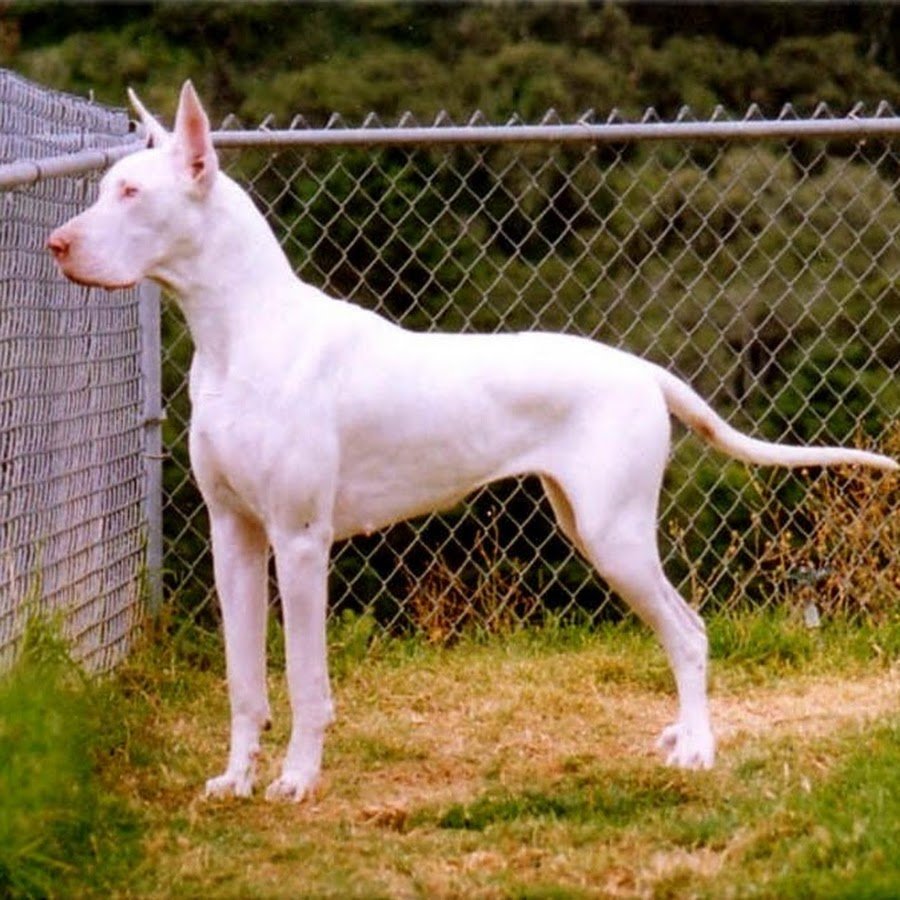 Собака Динго черная