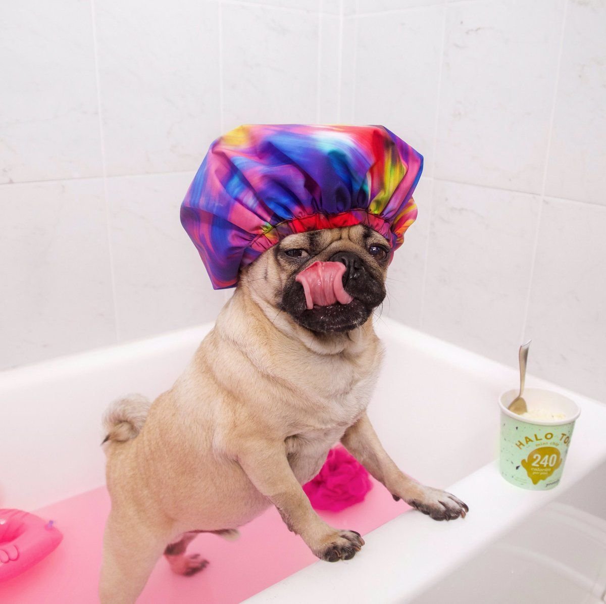 Мопс в парике