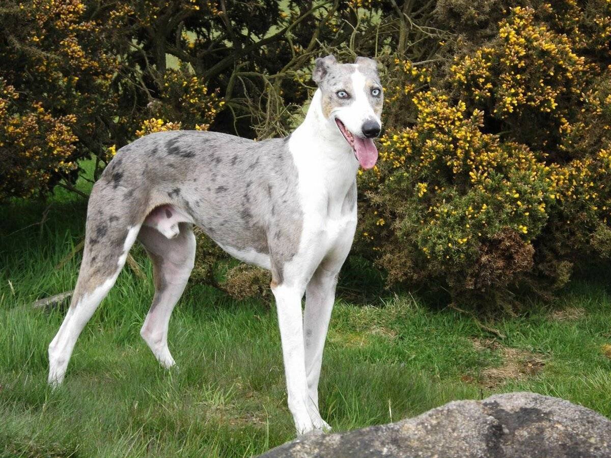 Собаки породы немецкий дог