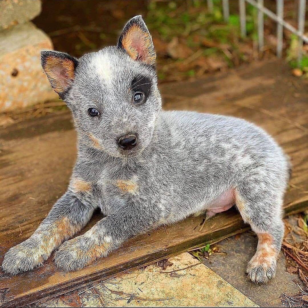 Тайский риджбек фото