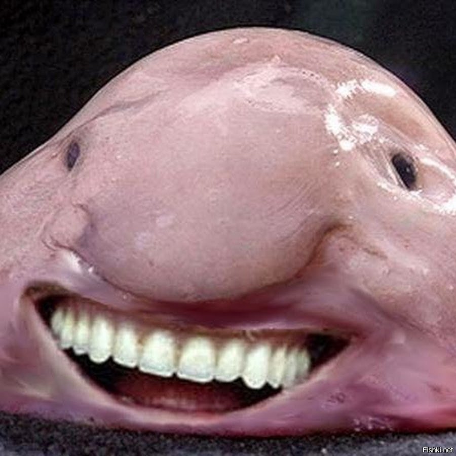 Европейская Химера рыба