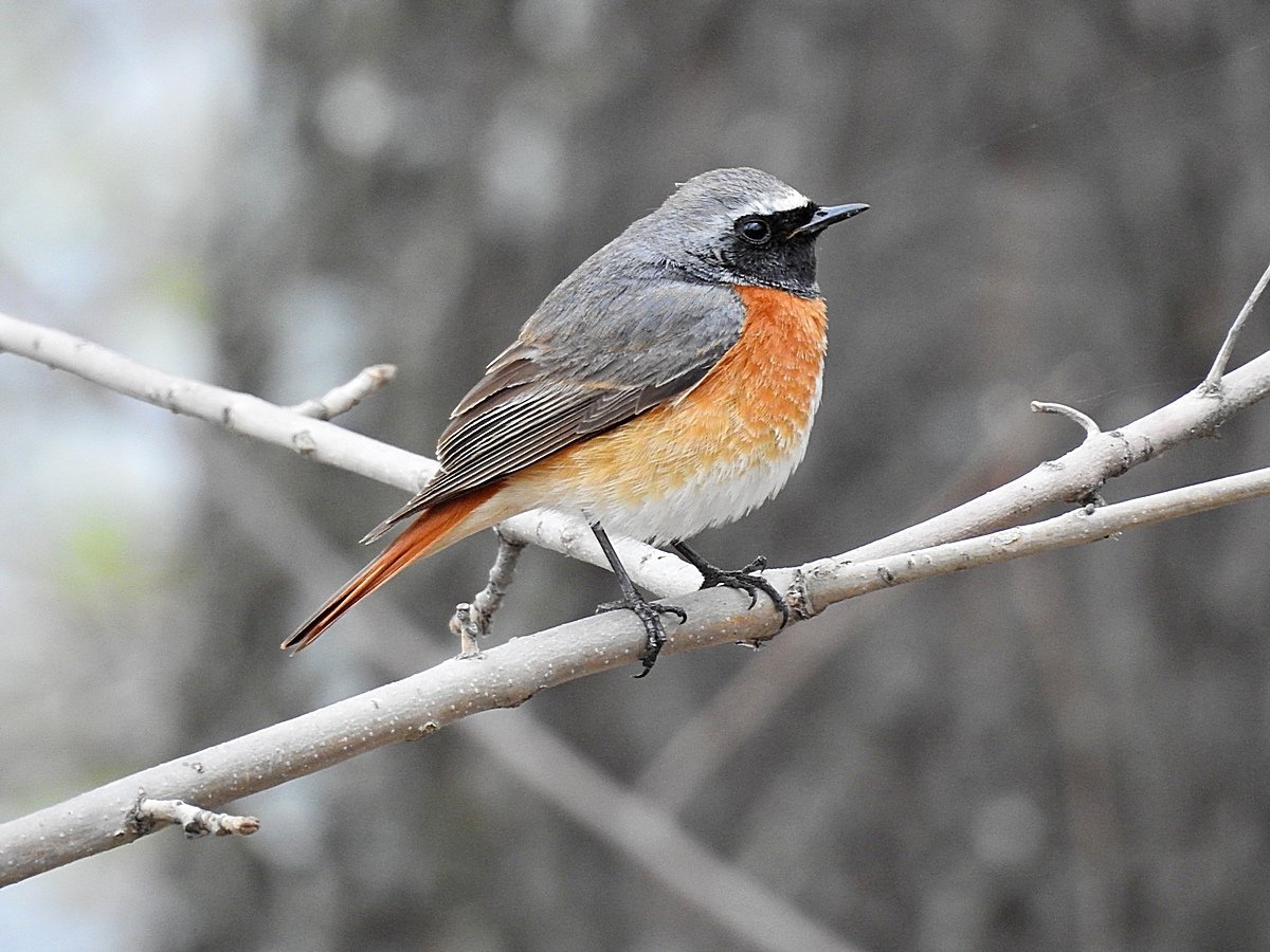Кривохвостка обыкновенная