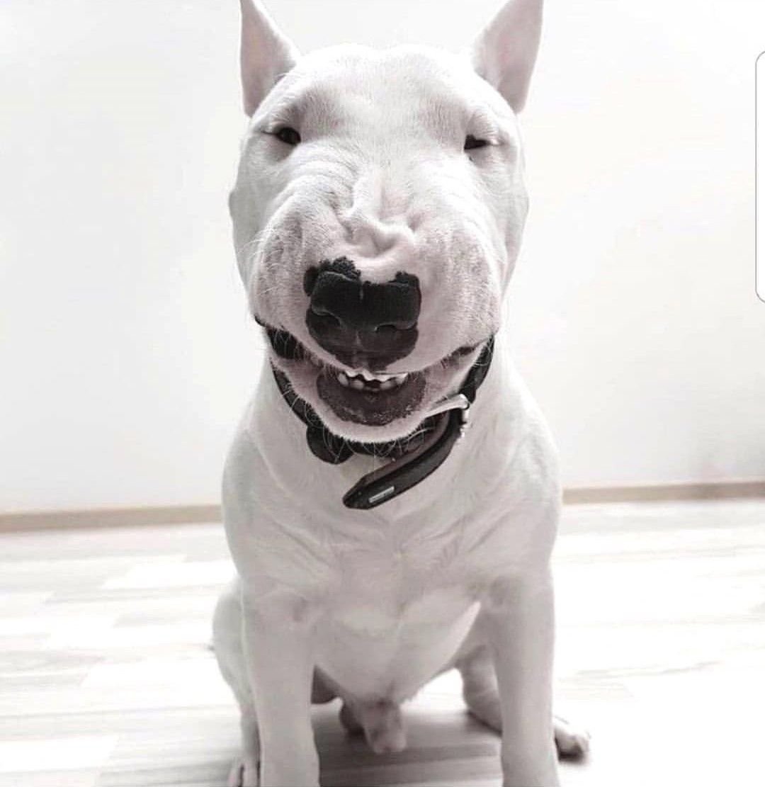 Хортая борзая собака