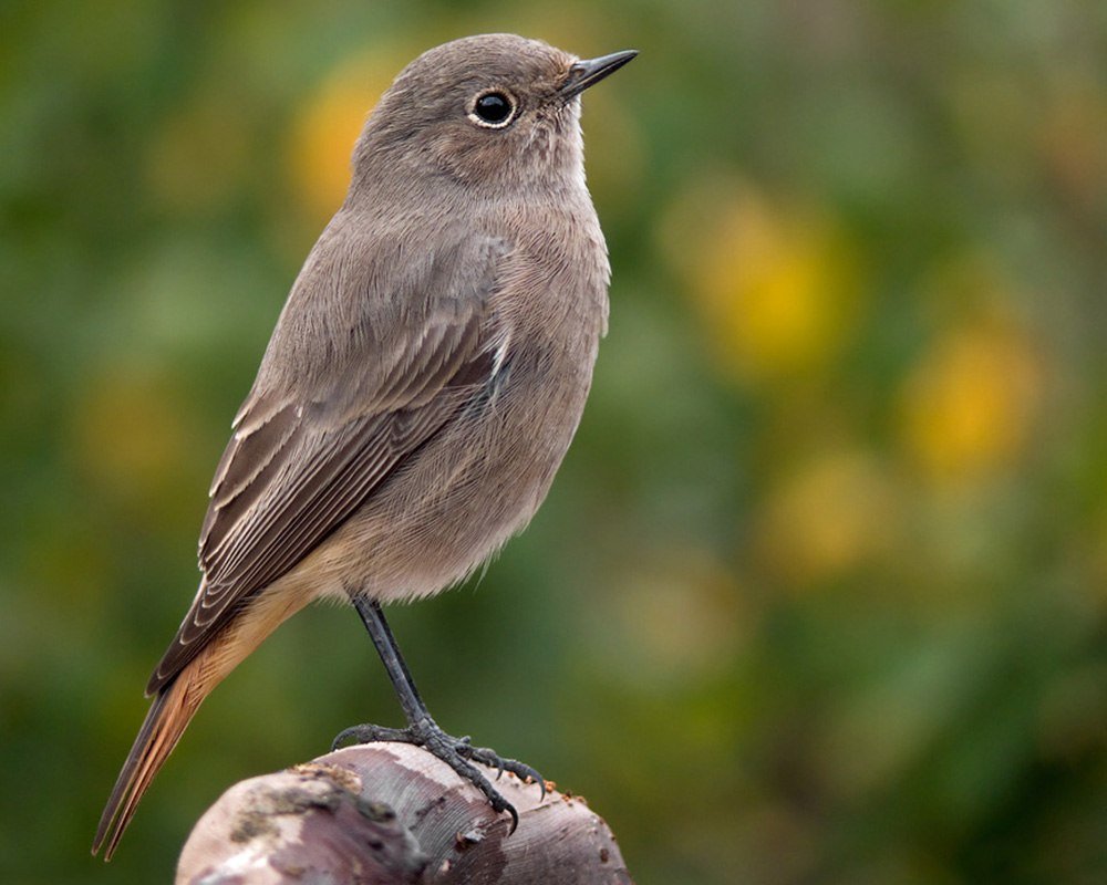 Мухоловка семейства воробьиных