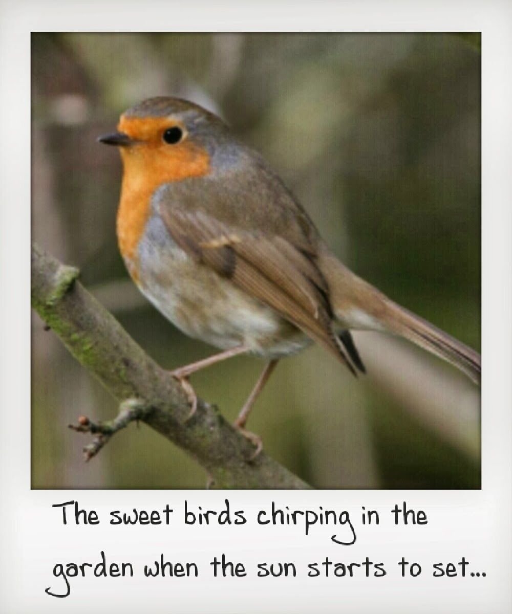 Птичка с серым брюшком