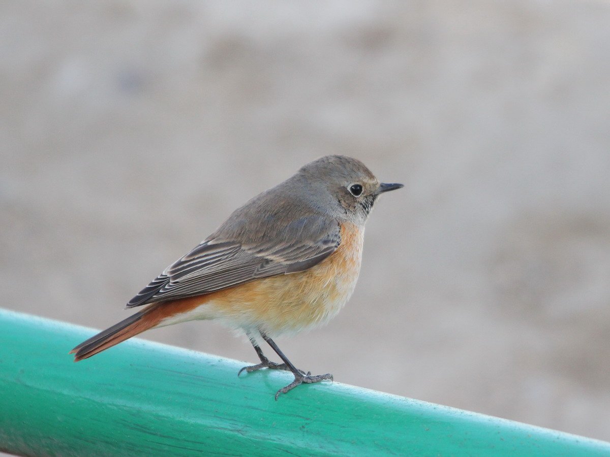 Мухоловка Коноплянка горихвостка