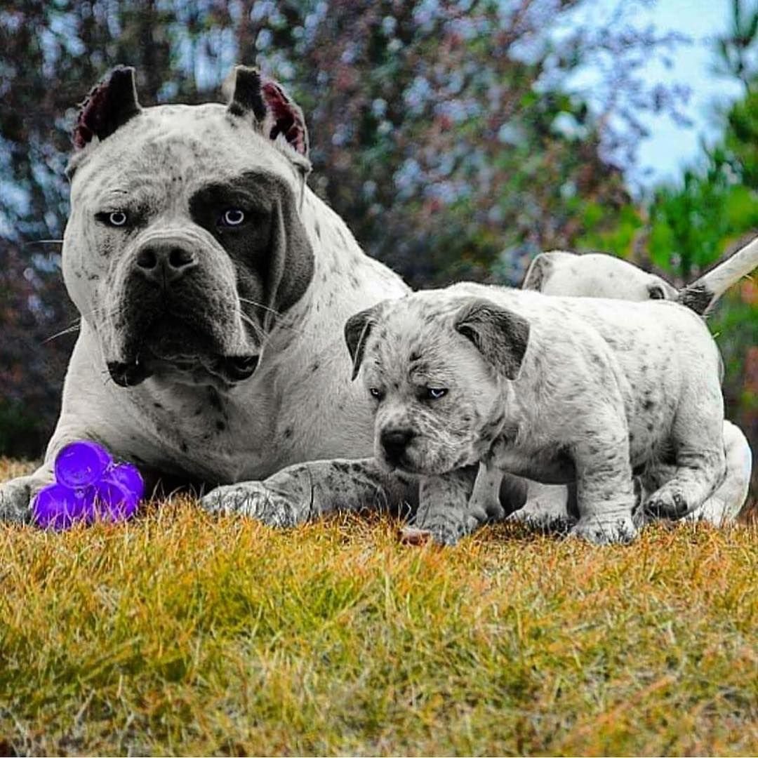 Мраморные собаки