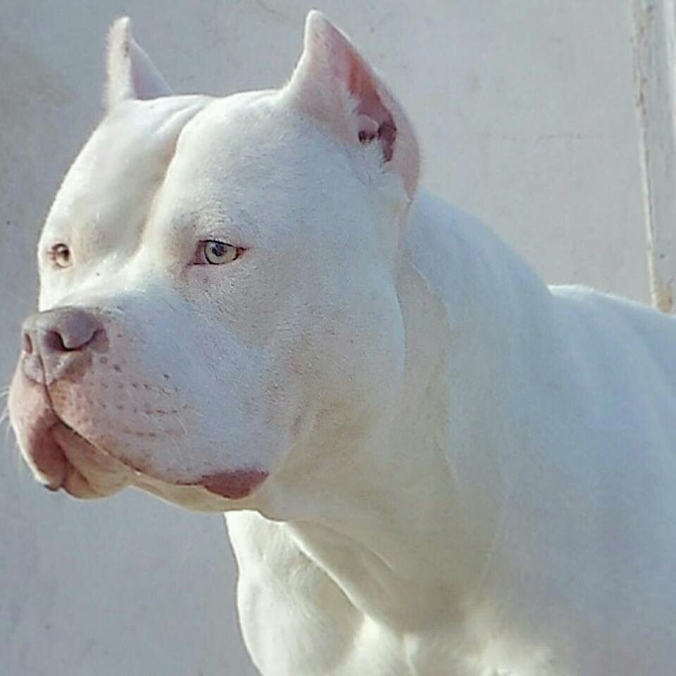 Бультерьер белый