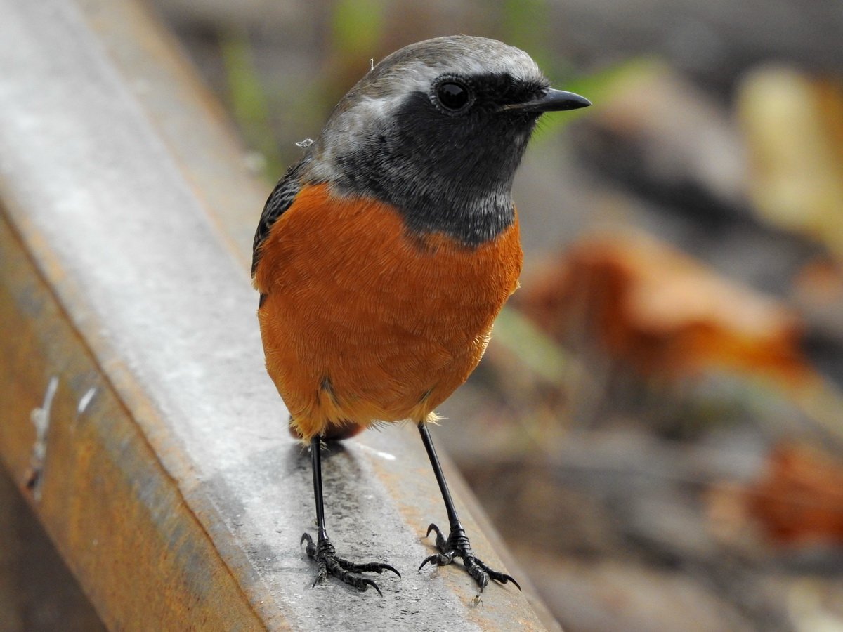 Обыкновенная горихвостка Сибирская горихвостка